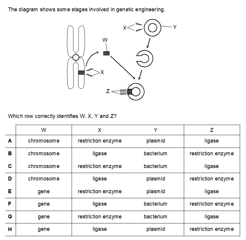 BMAT Biology Genetic Engineering Question